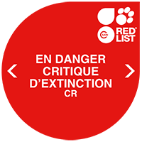 IUCN Red List : espèce en danger critique d'extinction