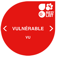 IUCN Red List : espèce vulnérable
