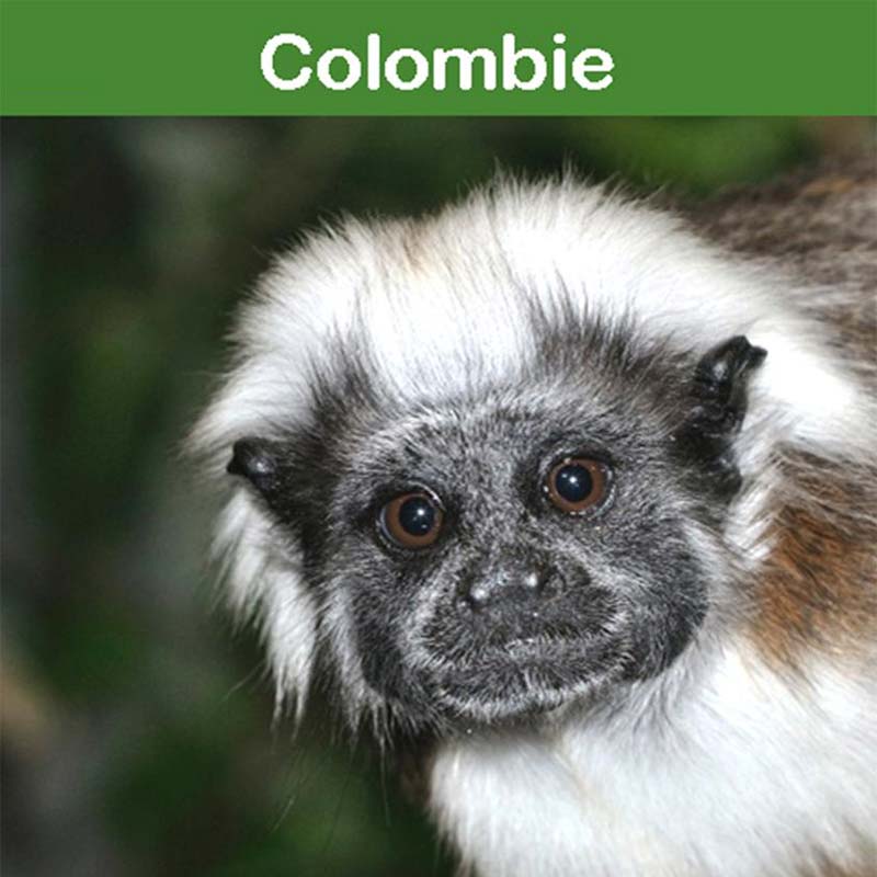 la conservation au zoo d'Asson : la Colombie
