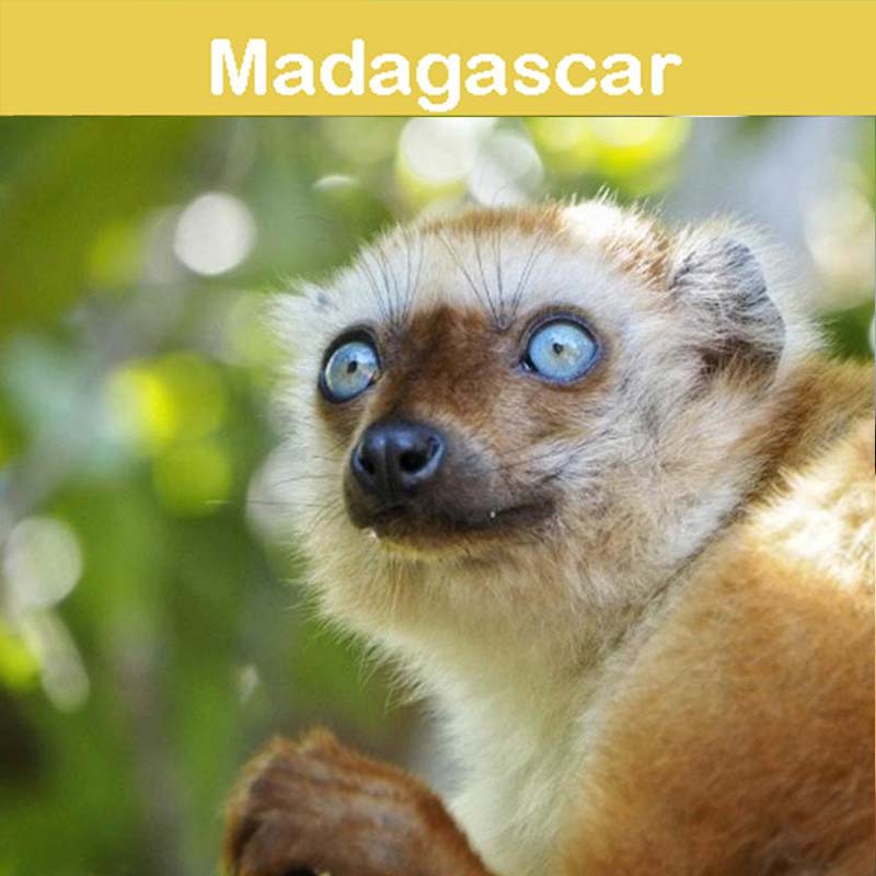 la conservation au zoo d'Asson : Madagascar