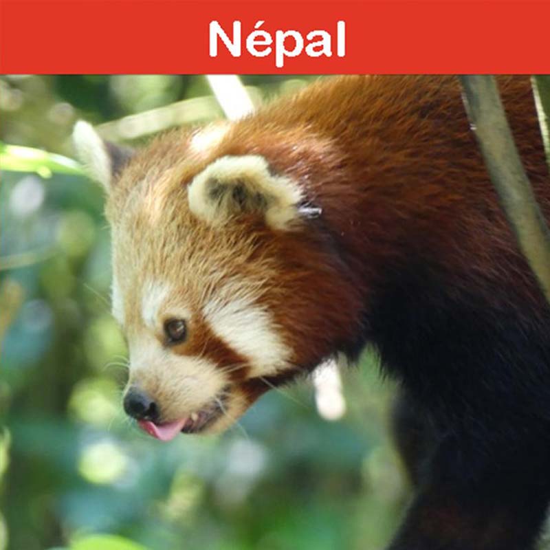 la conservation au zoo d'Asson : le Népal