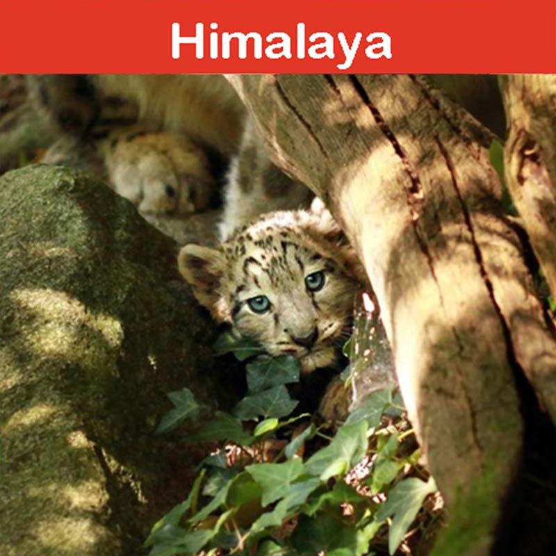 la conservation au zoo d'Asson : l'Himalaya