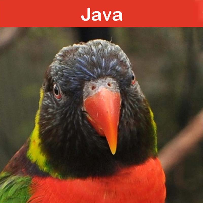 la conservation au zoo d'Asson : Java