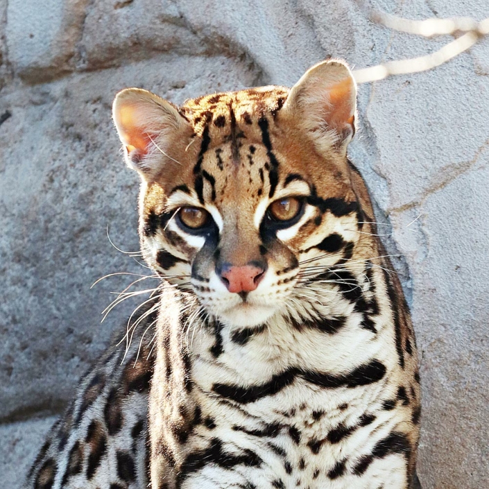 Les ocelots du zoo d'Asson dans les Pyrénées Atlantiques