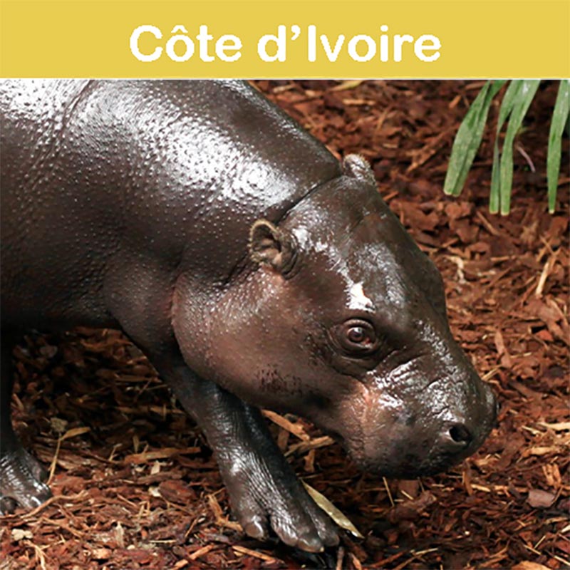 la conservation au zoo d'Asson : Côte d'Ivoire